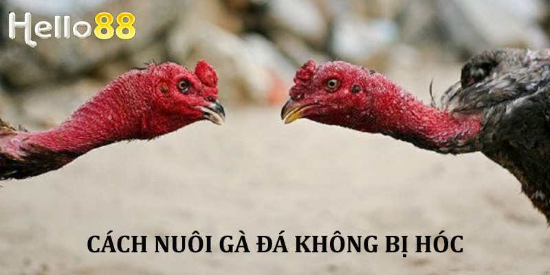 Cách nuôi gà đá không bị hóc