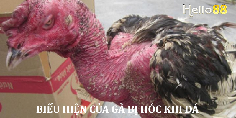 Biểu hiện của gà đá bị hóc