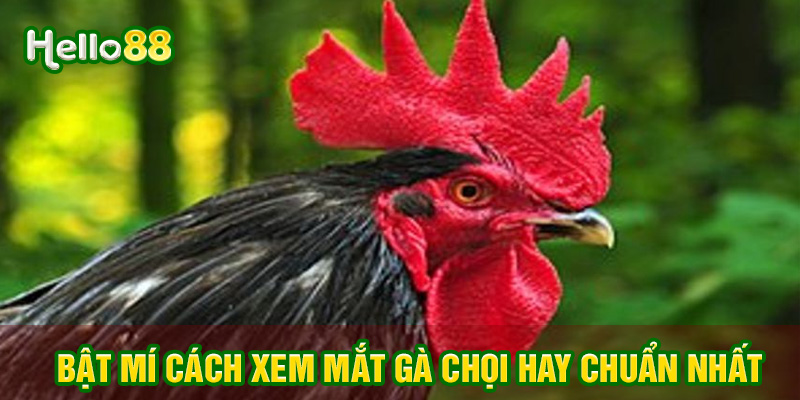 Bật mí cho kê thủ cách xem mắt gà chọi hay nhất