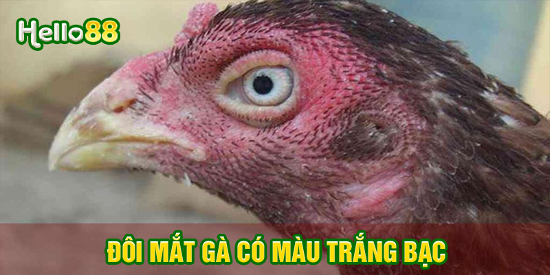 Đôi mắt gà màu trắng bạc