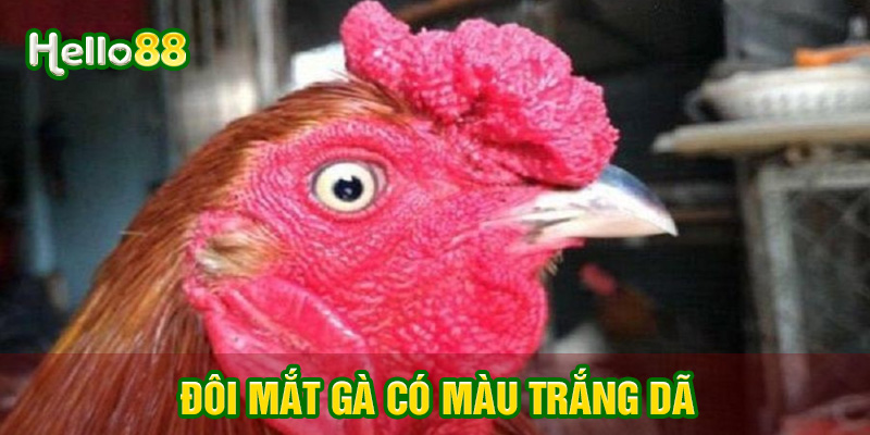 Đôi mắt gà màu trắng dã